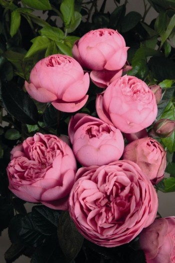 Троянда англійська Хеппі Піано | English rose Happy Piano | Роза английская Хеппи Пиано